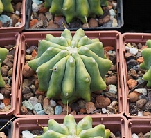 Ferocactus glaucescens v. inermis, 6-7 см